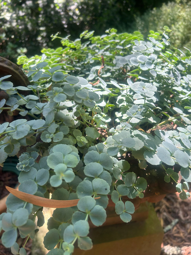 Hylotelephium sieboldii iNat (3)