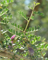 Ormocarpum trichocarpum