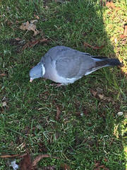Columba palumbus