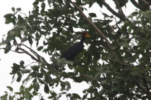 Ross's Turaco