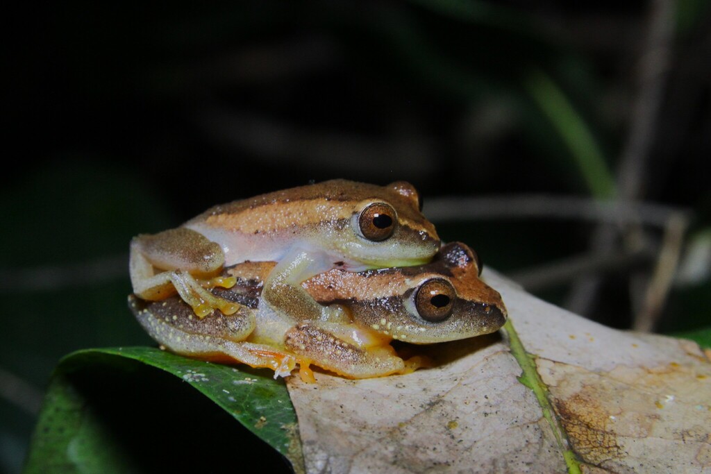 Large Reed Frog