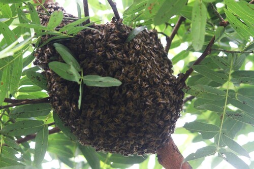 Western Honey Bee