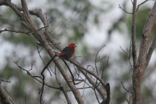 Black-bellied Seedcracker