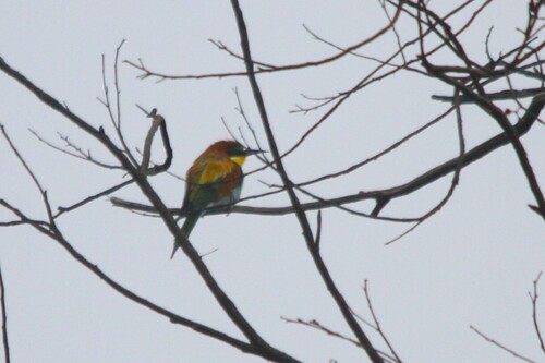 European Bee-eater