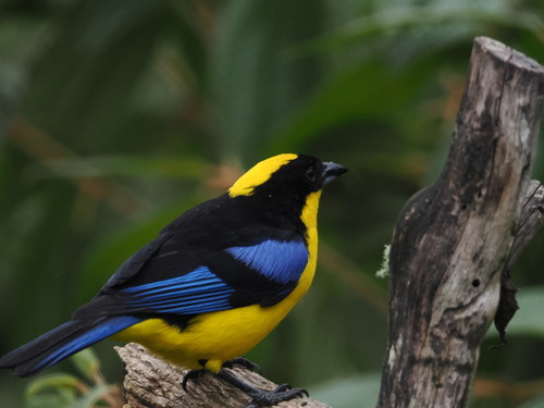 Blue-winged Mountain Tanager (Anisognathus somptuosus), photo 7