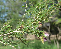 Ormocarpum trichocarpum