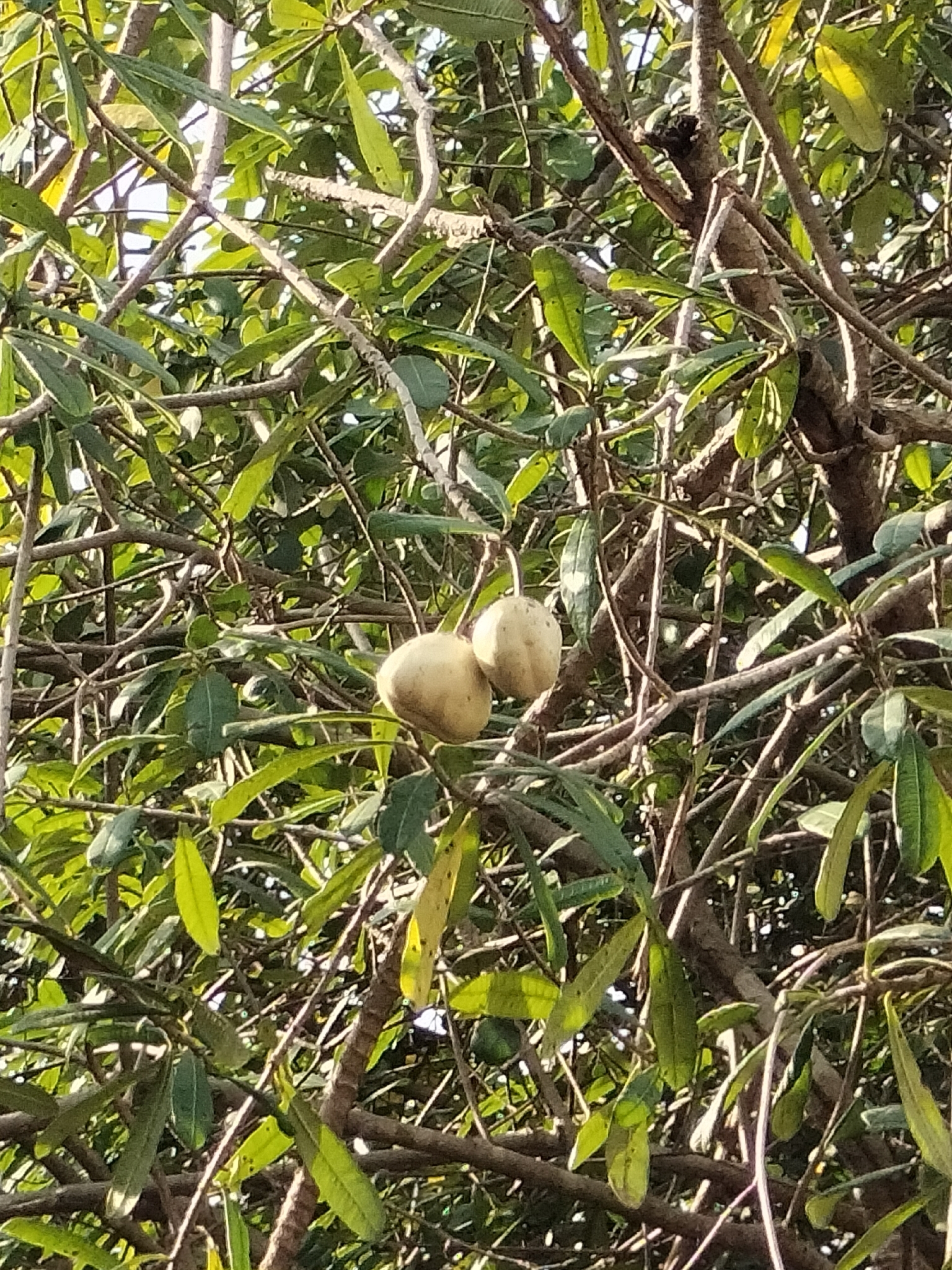 Cascabela ovata