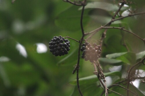 Leg-Ripper