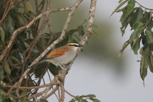 Black-crowned Tchagra
