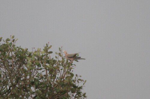 Red-eyed Dove
