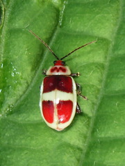 Asphaera discicollis