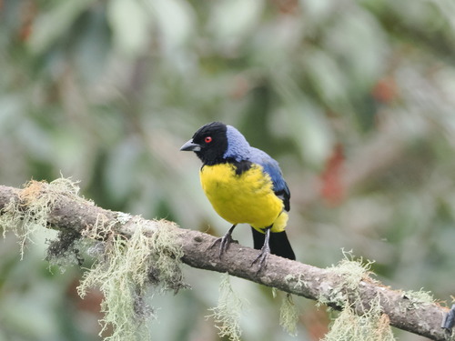Hooded Mountain Tanager (Buthraupis montana), photo 1