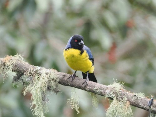 Hooded Mountain Tanager (Buthraupis montana), photo 2