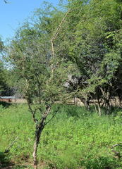 Ormocarpum trichocarpum