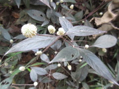 Alternanthera brasiliana