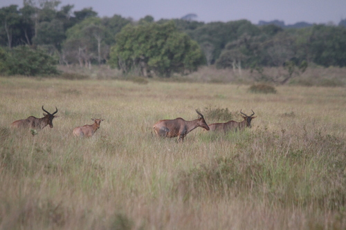 Common Tsessebe