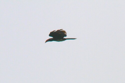 Crowned Hornbill