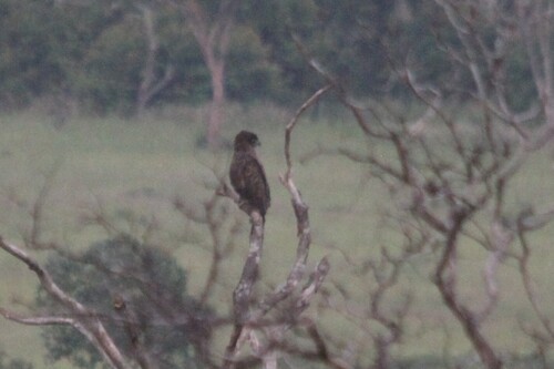 Brown Snake-Eagle