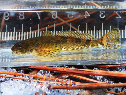 Slanke donderpad (Cottus tenuis) — Cottidae — 4