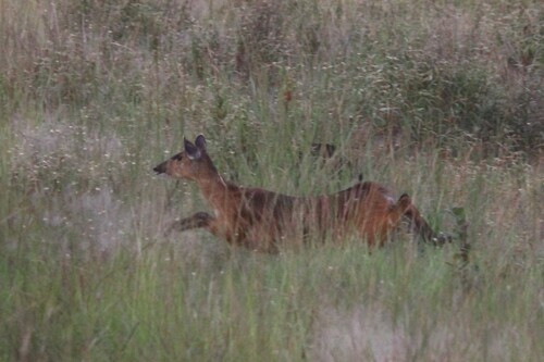 Southern Sitatunga