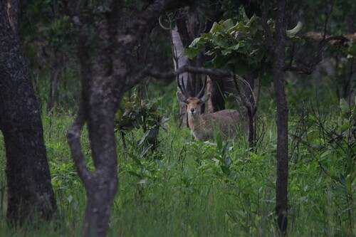 Northern Common Reedbuck