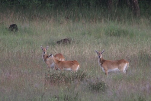 Red Lechwe