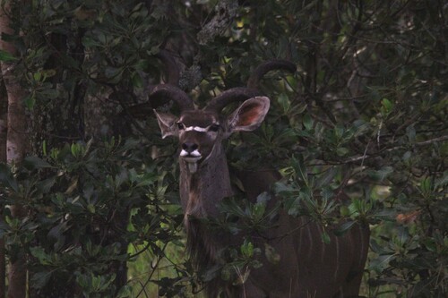 Southern Greater Kudu