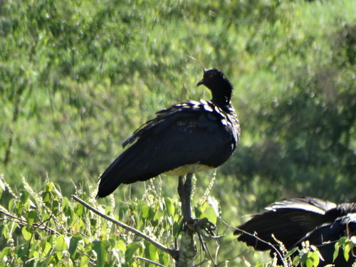 Horned Screamer
