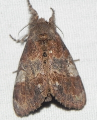 Dasychira cinnamomea