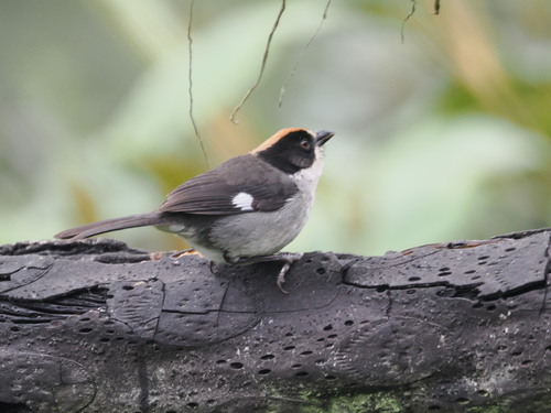 White-winged Brushfinch (Atlapetes leucopterus), photo 2