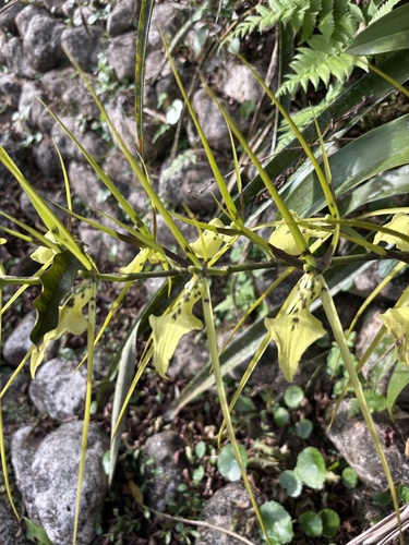 Brassia gireoudiana, photograph 3