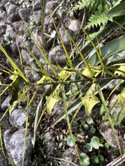 Brassia gireoudiana, photograph (c) David A. Rodríguez Arias, some rights reserved (CC BY)