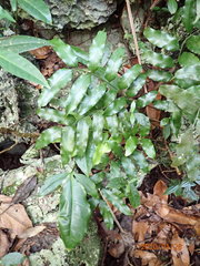 Lomariopsis jamaicensis