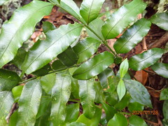 Lomariopsis jamaicensis