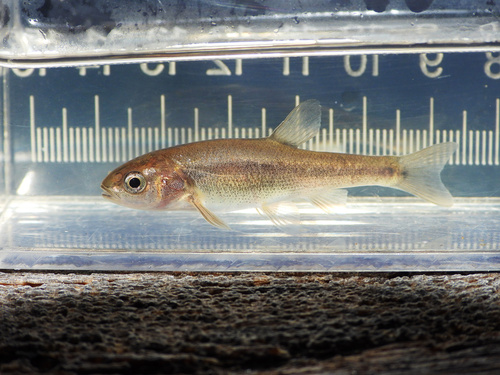 California roach (Hesperoleucus symmetricus) — Cyprinidae — 3