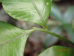 Lomariopsis jamaicensis