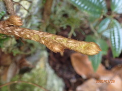 Lomariopsis jamaicensis