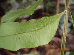Lomariopsis jamaicensis