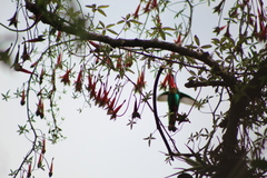 Tropaeolum pentaphyllum