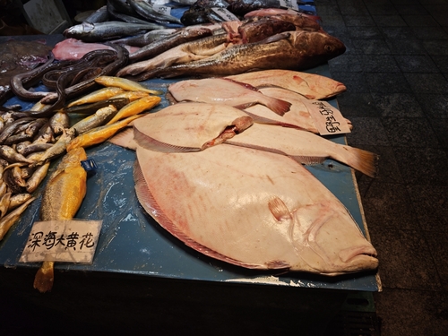 Bastard halibut (Paralichthys olivaceus) — Paralichthyidae — 3