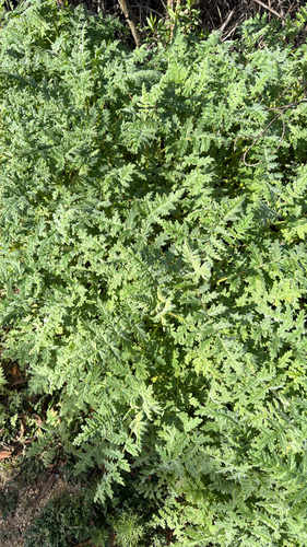 iNaturalist observation photo of branching phacelia