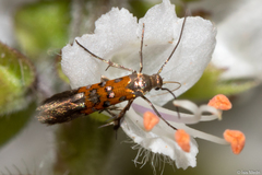 Heliodinidae