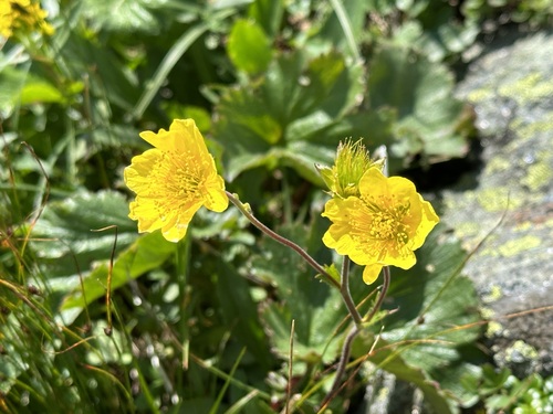Eastern Mountain Avens (Geum peckii)