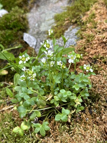 Saxifraga rivularis, photograph 1