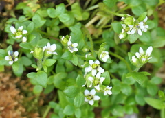 Saxifraga rivularis