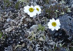 Chrysanthemum integrifolium
