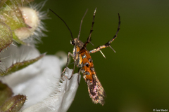Heliodinidae