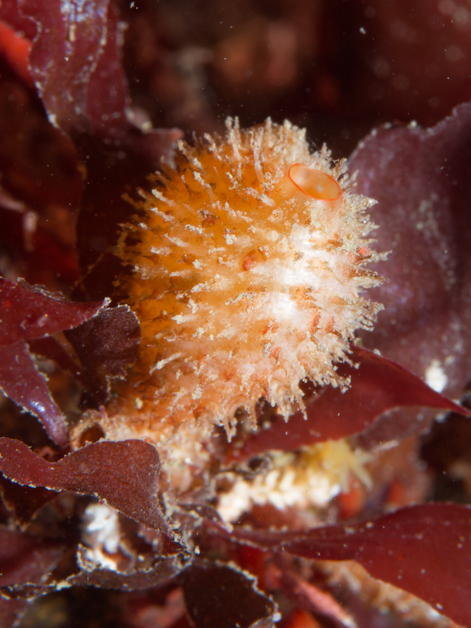 Boltenia villosa (Stimpson, 1864)