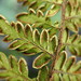 Myriopteris microphylla - Photo (c) Susan Fawcett, μερικά δικαιώματα διατηρούνται (CC BY-NC), uploaded by Susan Fawcett