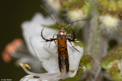 Heliodinidae